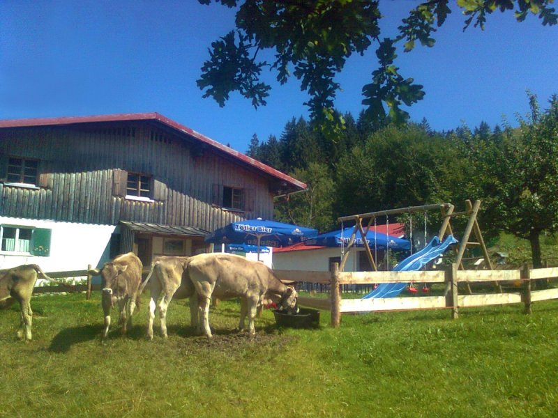 Kühe vor der Sorg 2