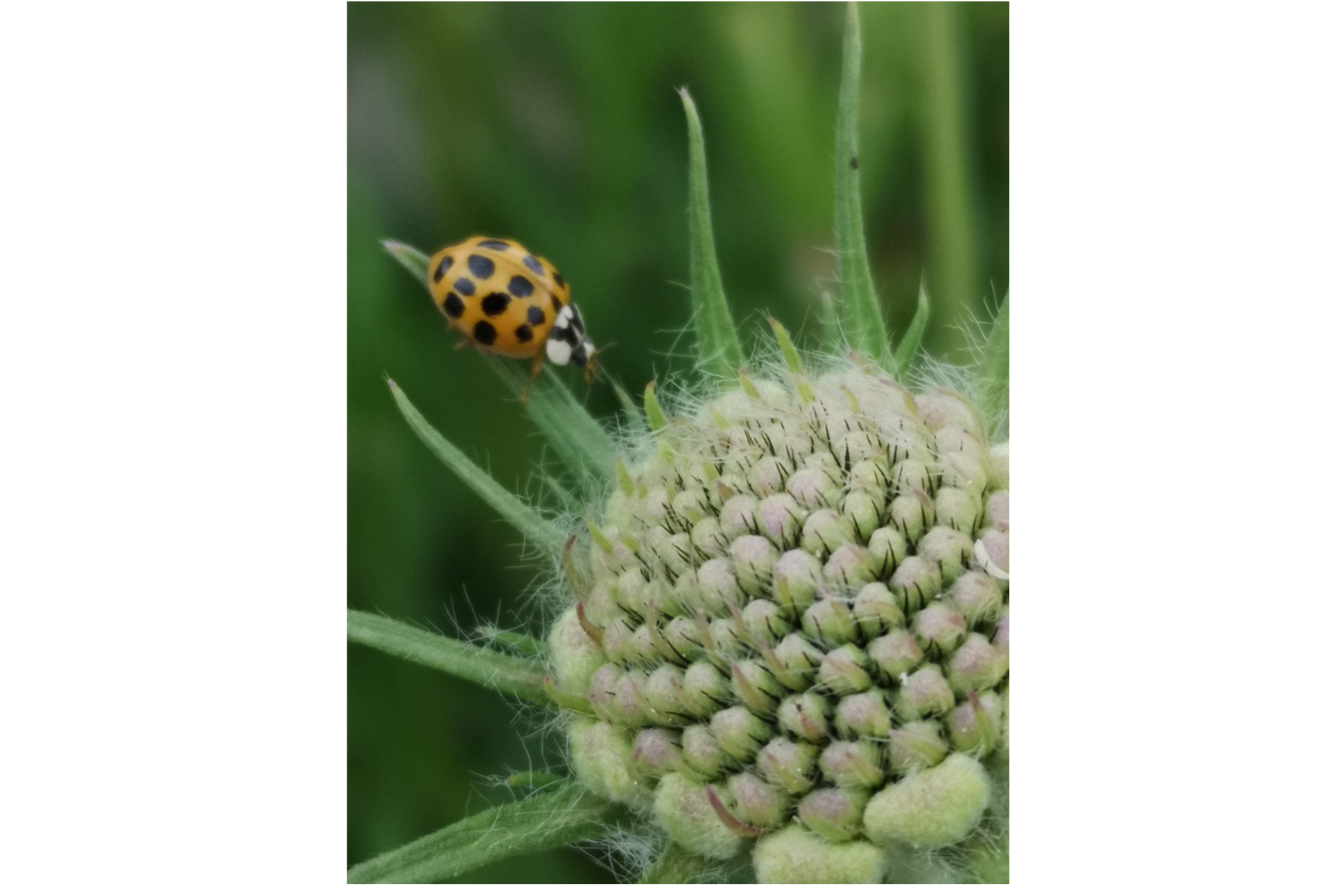Ein Marienk&auml;fer sitzt auf dem Blatt einer Blume.