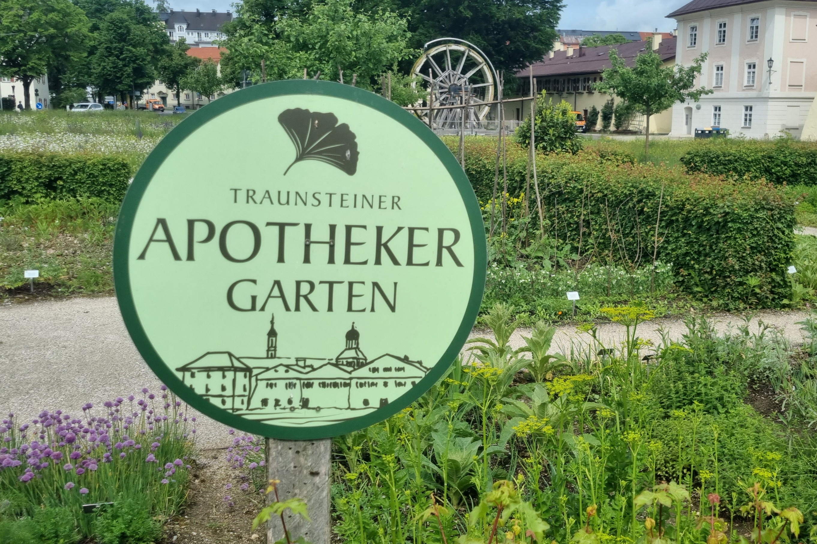 Auf dem Bild sieht man den Apothekergarten vor den Salinengeb&auml;uden in Traunstein. Im Vordergrund ein rundes gr&uuml;nes Schild mit der Aufschrift "Traunsteiner Apothekergarten"