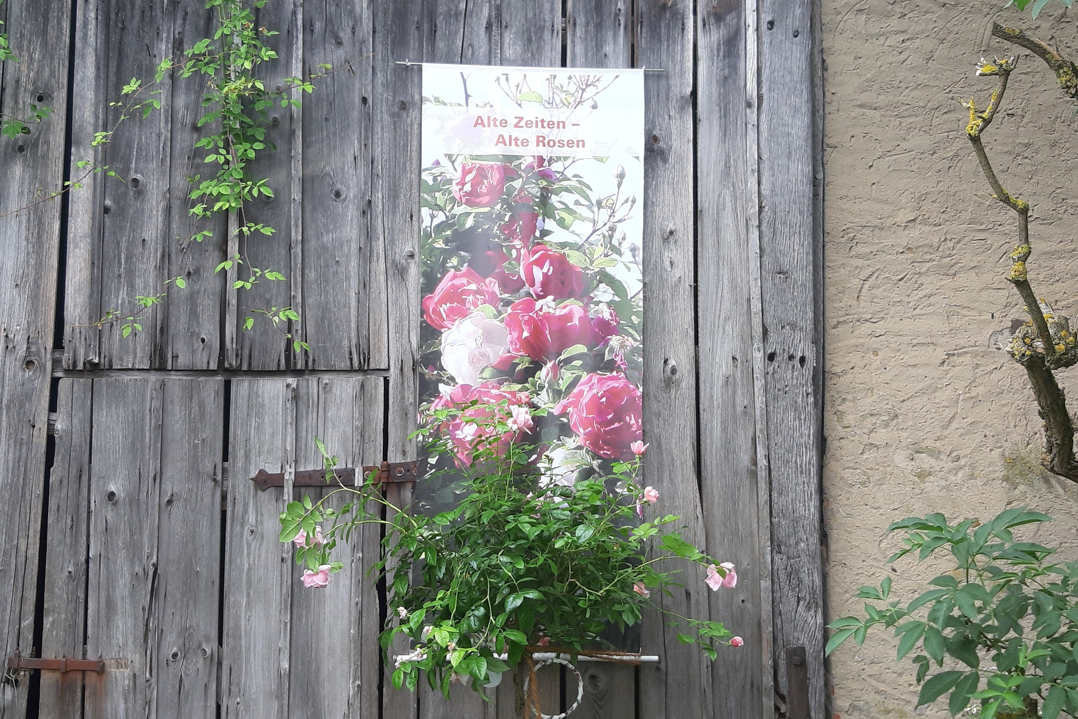 Rosengartenfahrt nach Kolitzheim