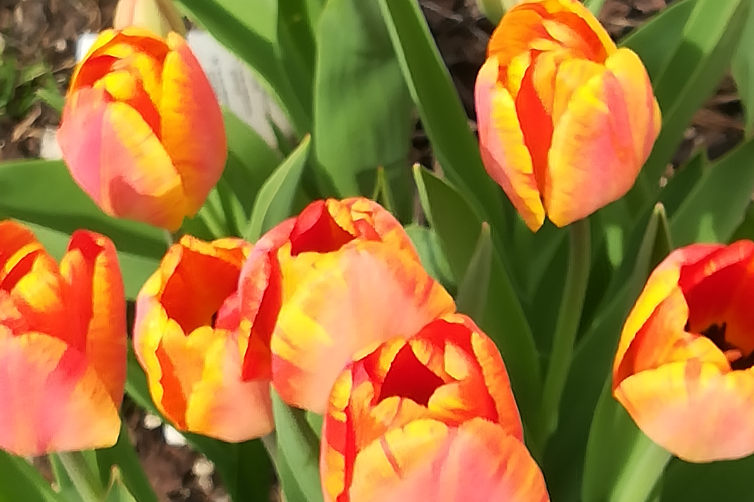 rot-gelbe Tulpen