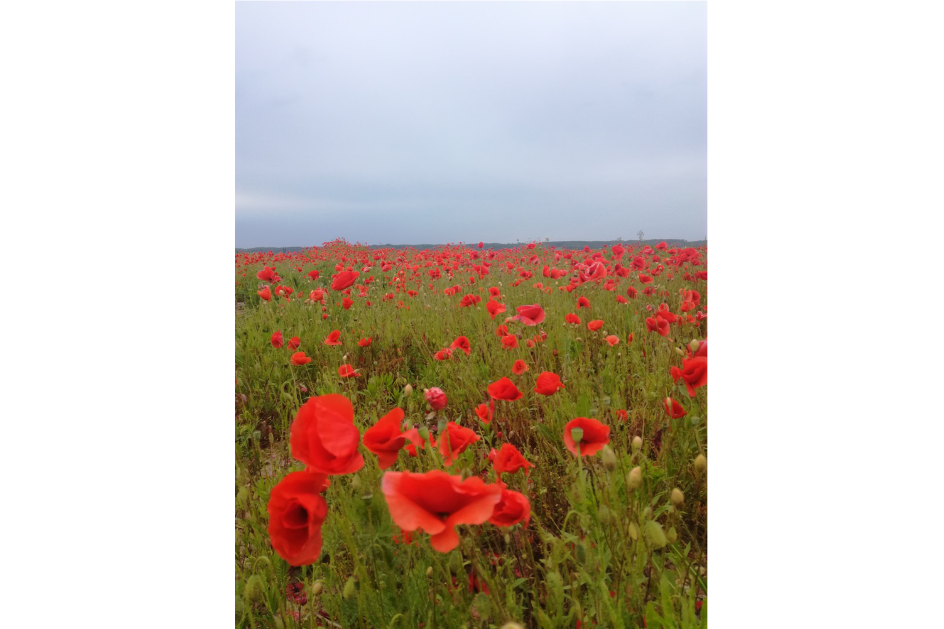 Ein Feld voll blühend rotem Mohn, unter blauem Himmel.