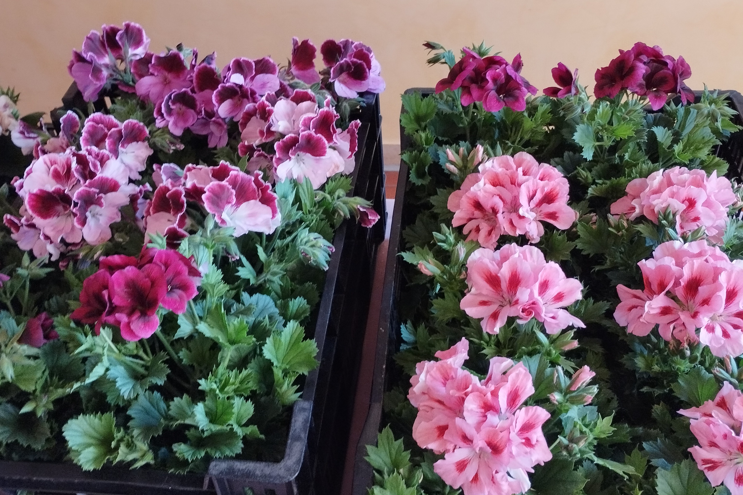 Blumengru&szlig; des Vorjahres