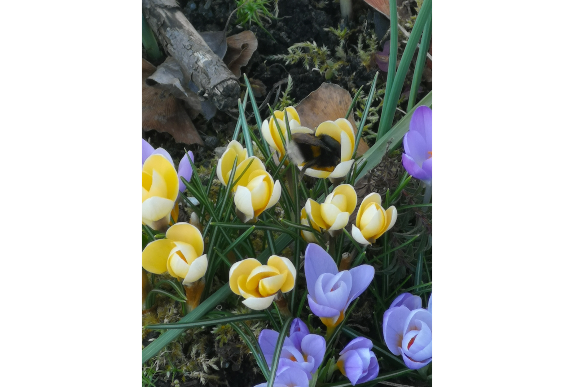 Auf den blühenden gelben und blauen Krokussen, tummelt sich eine Hummel.