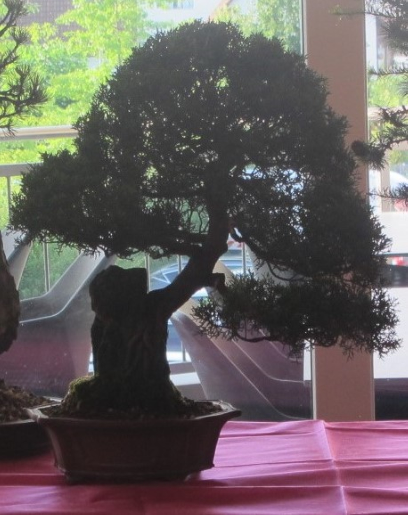 Ein wunderschöner Bonsai Baum