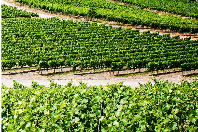 Weinberge Bullenheim
