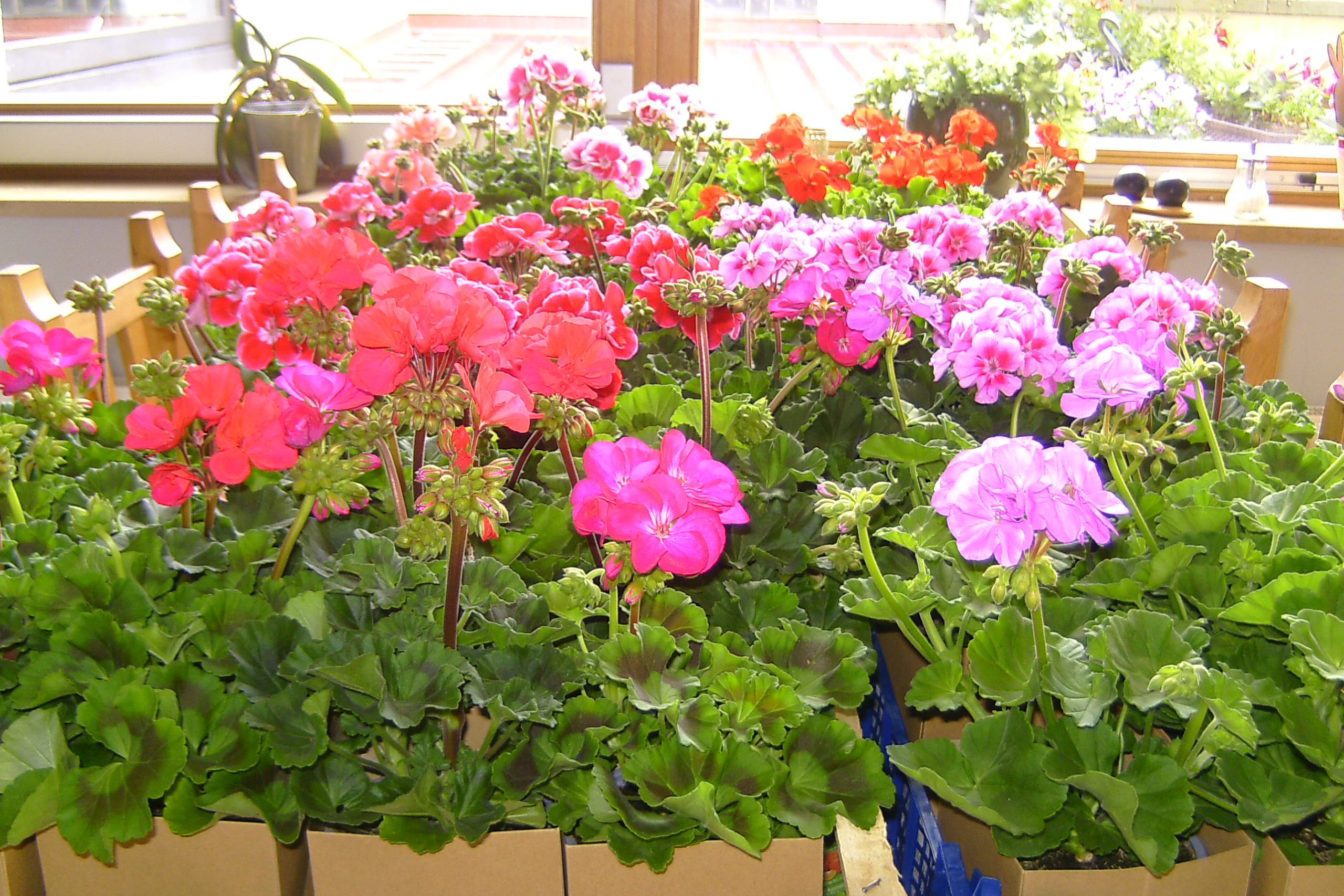 Blumen f&uuml;r die Anwesenden