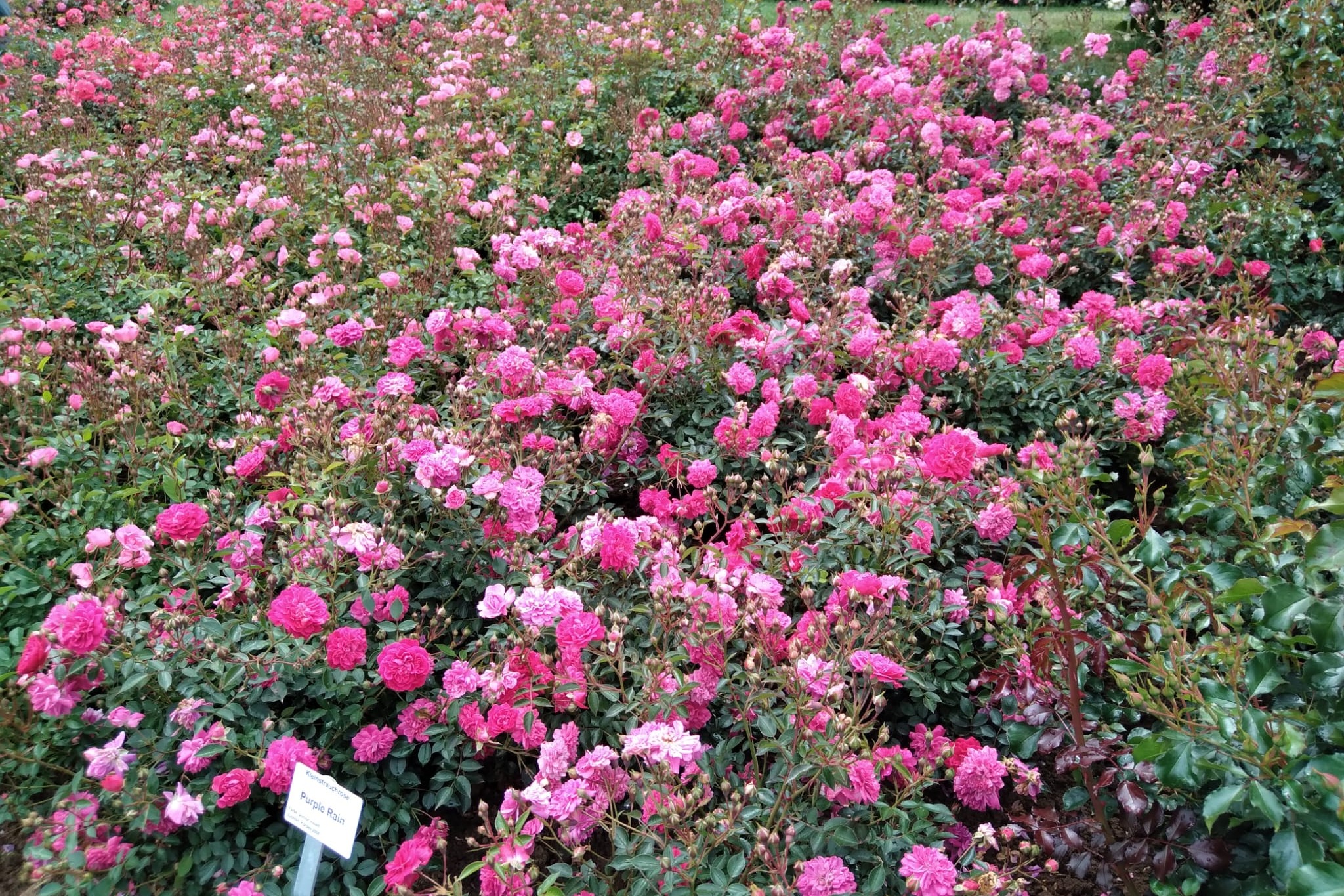 Rosenstrauch pink