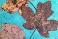 Herbstlaub