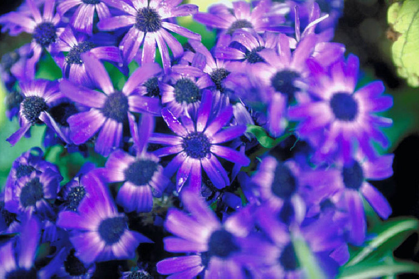 Blumen
