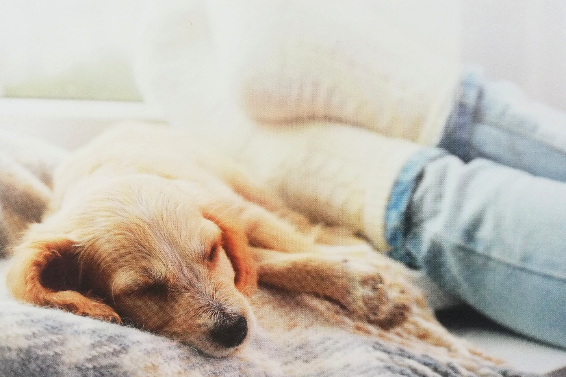 Lass deine Gedanken dich nie davon abhalten, das zu tun, was dir guttut. Entspannte Situation - brauner Hundewelbe und 2 Menschenbeine in Jeans und weißen Socken liegen entspannt auf einer Wolldecke.