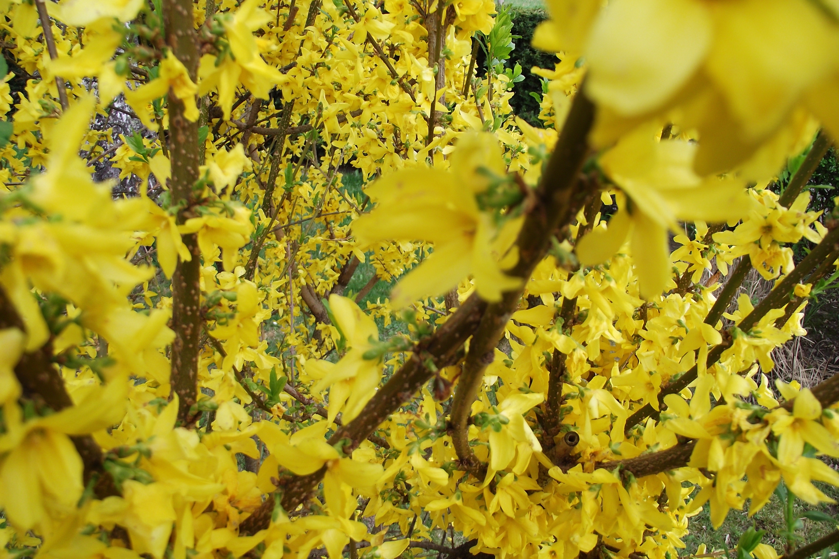 gelbe Bl&uuml;ten an Zweigen