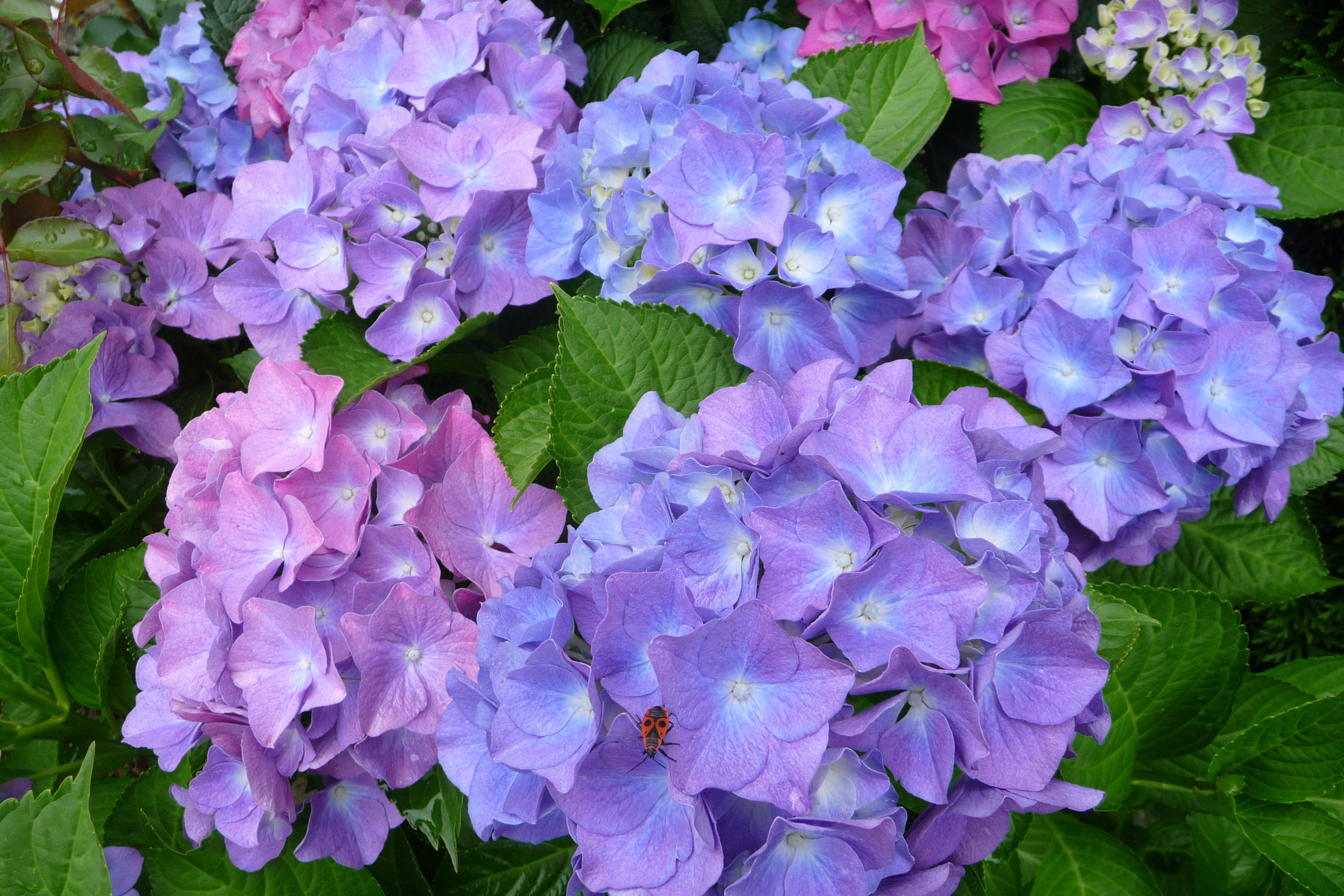 Blaue Hortensie