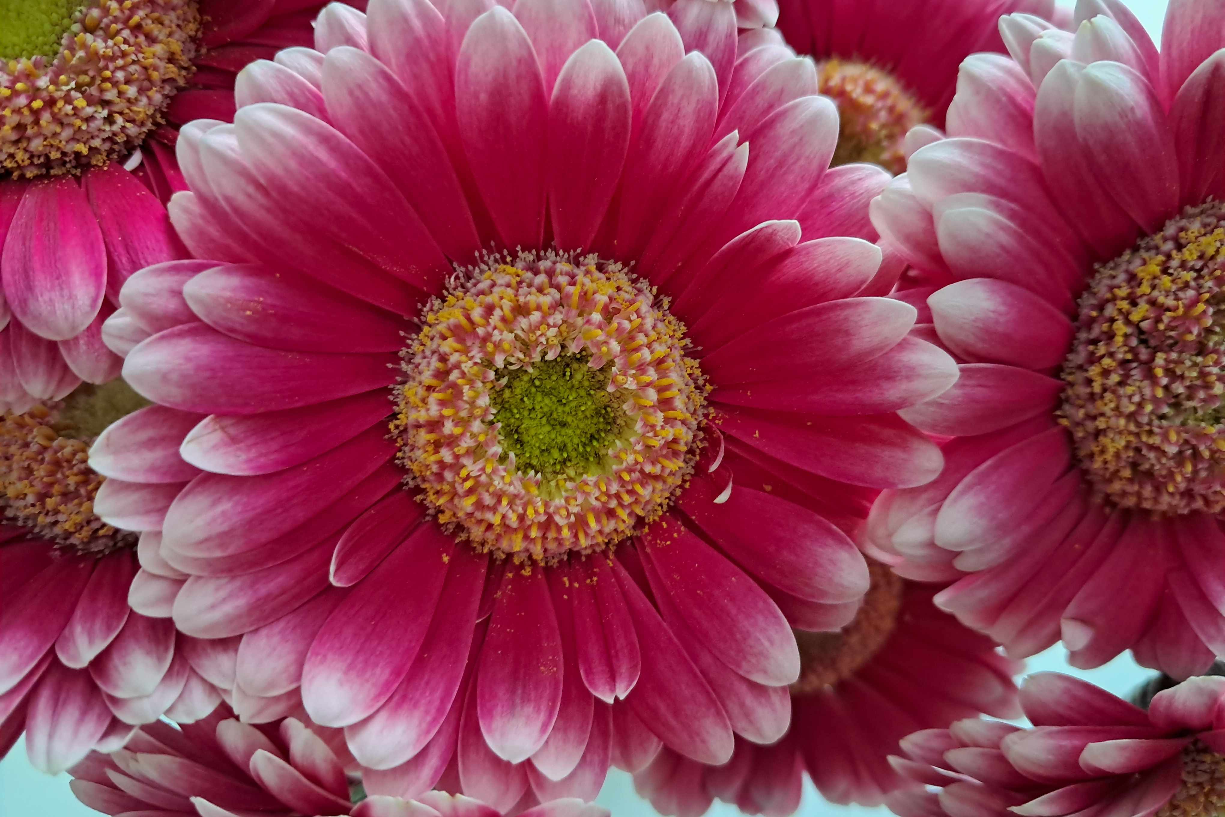 pinkfarbene Blume