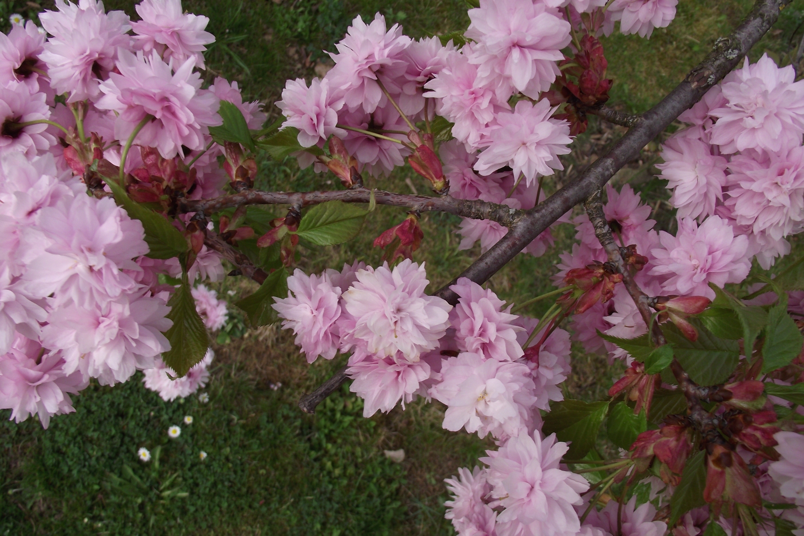 rosa blühende Zweige