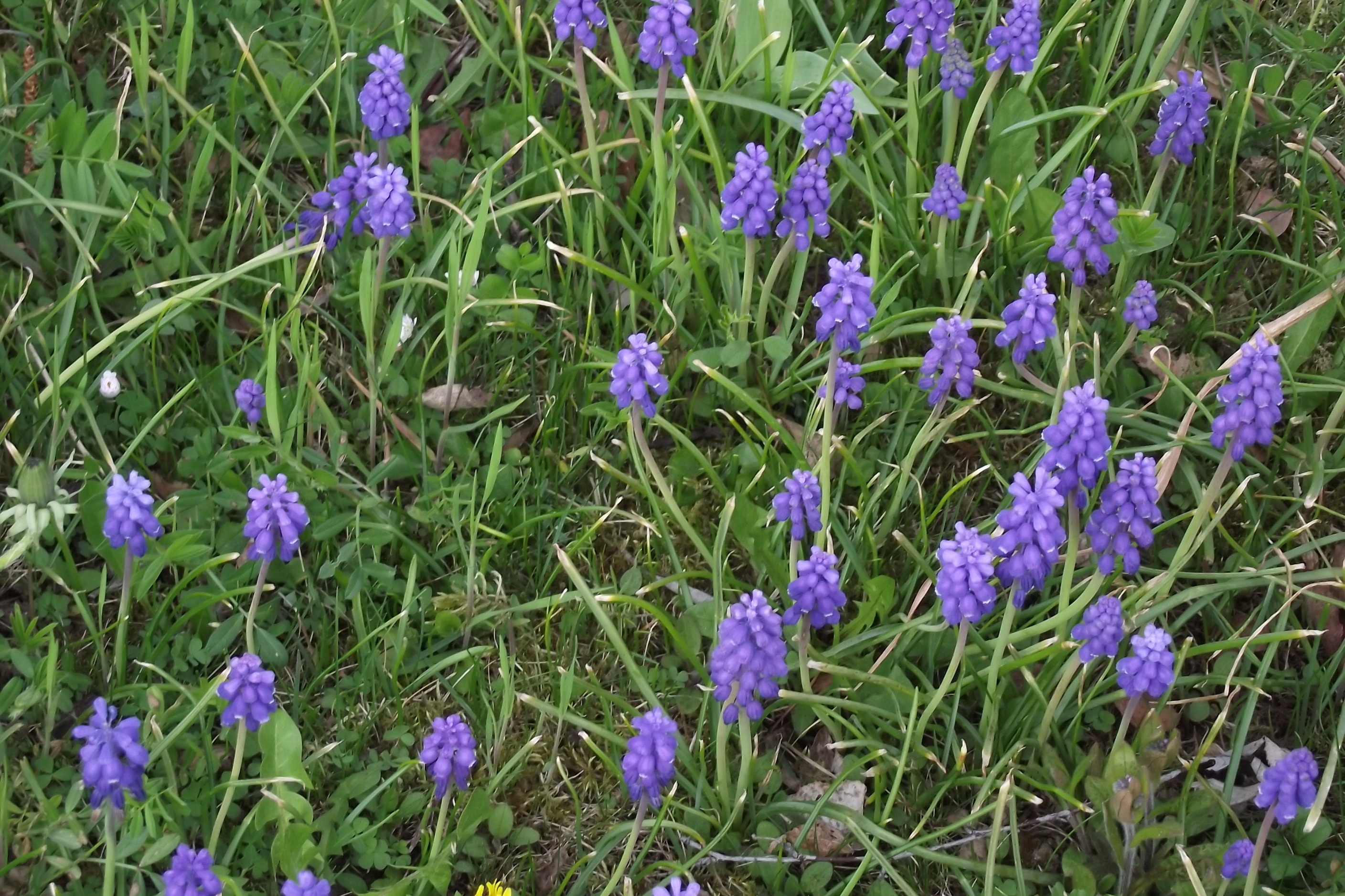lila bl&uuml;hende Blumen in gr&uuml;nem Gras