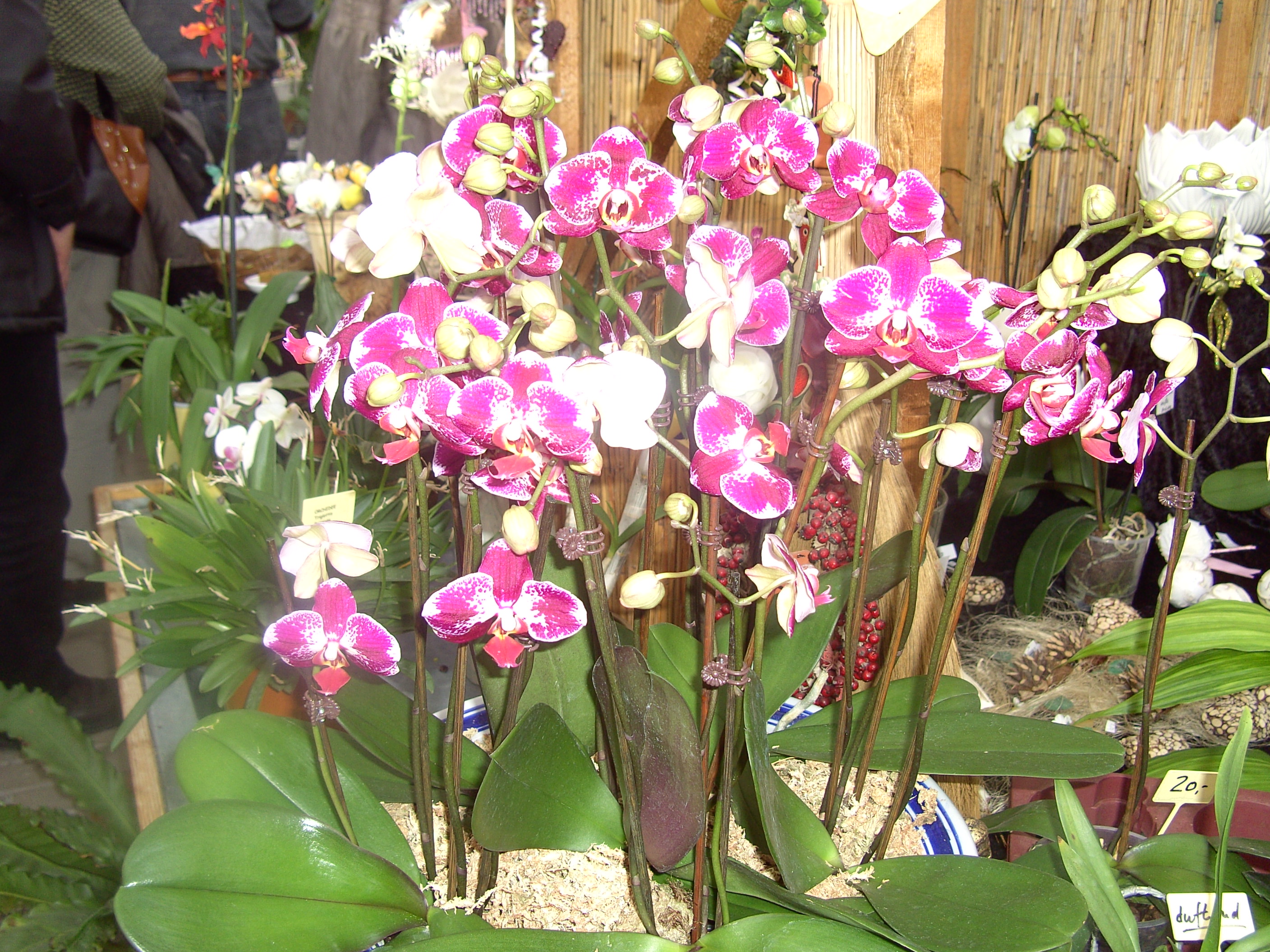 Orchideenschau