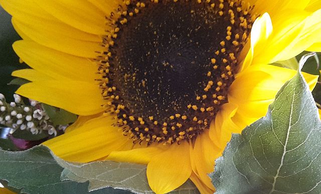 Sonnenblume