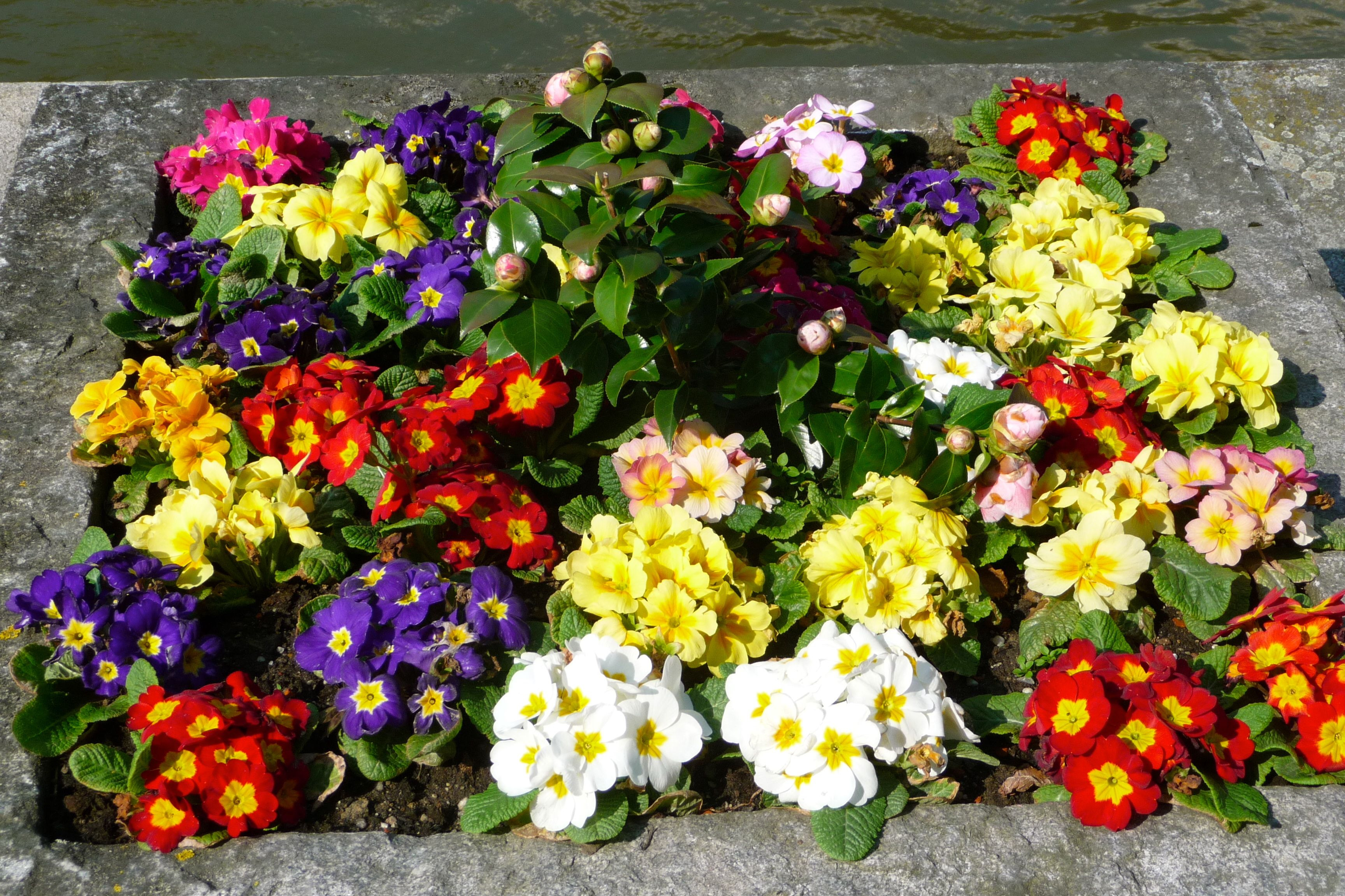 Blumen